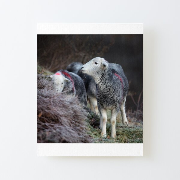 Ullswater Herdwick Sheep Canvas Mounted Print
