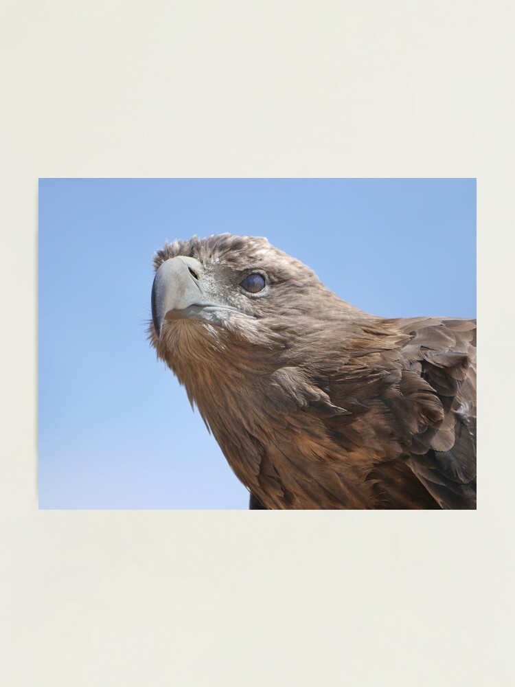 Alternate view of Golden eagle close-up Photographic Print