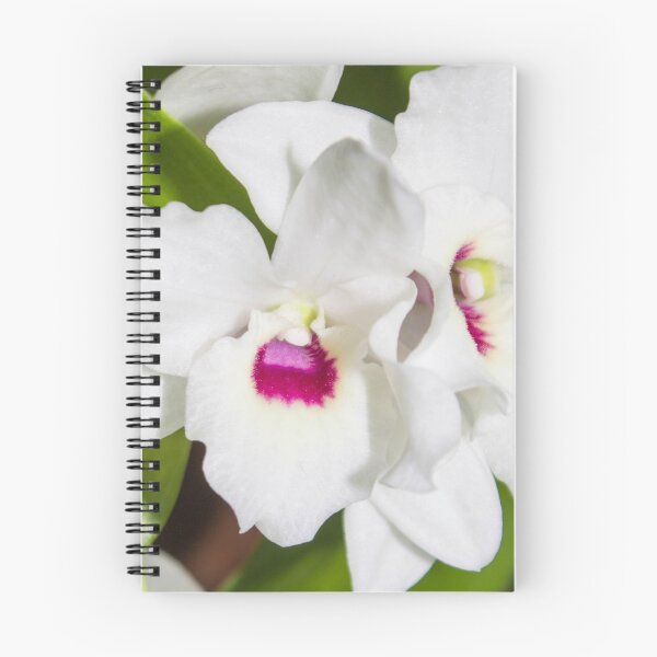 Item preview, macro photo of a white flower with a pink center designed and sold by nataliavavilina.