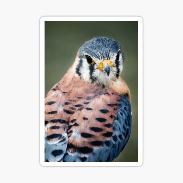 American Kestrel Sticker