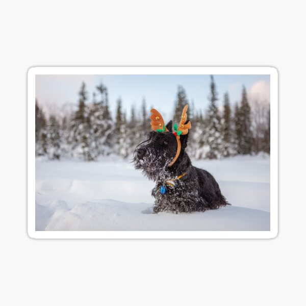 Cute Scottish terrier in a winter snow with deer horns Sticker