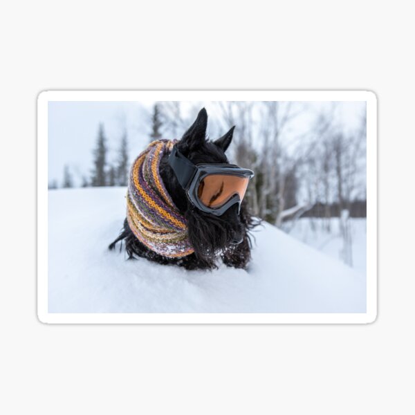 Scottish terrier wearing scarf and ski mask in a winter snow Sticker