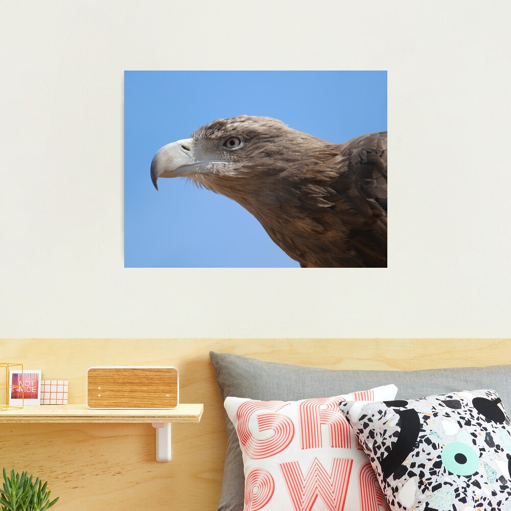 Golden eagle close-up Photographic Print