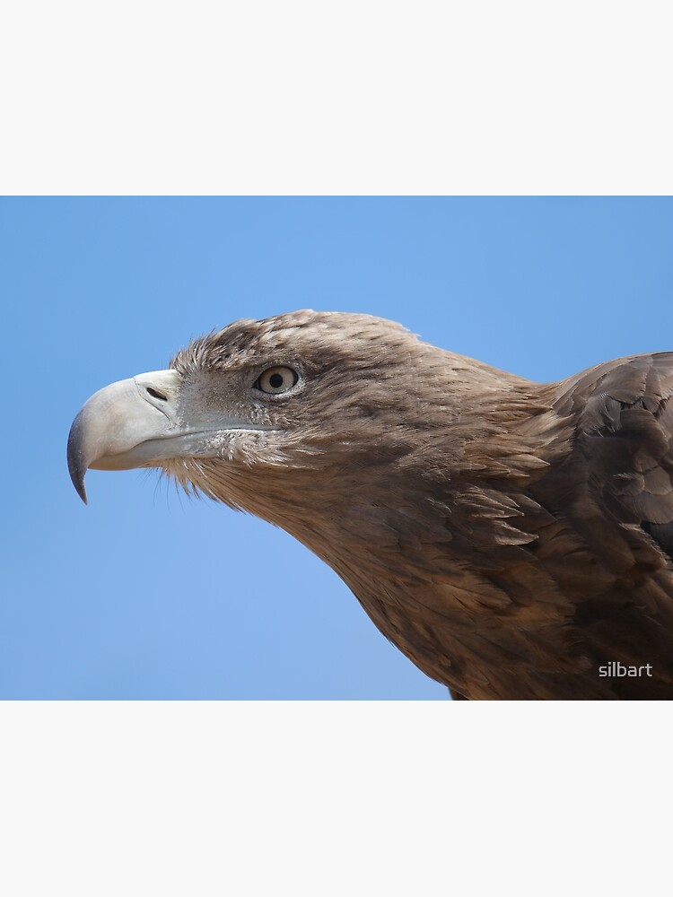 Golden eagle close-up by silbart