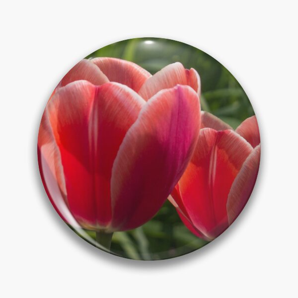 Item preview, two red tulips illuminated by the sun, on a background of green foliage designed and sold by nataliavavilina.