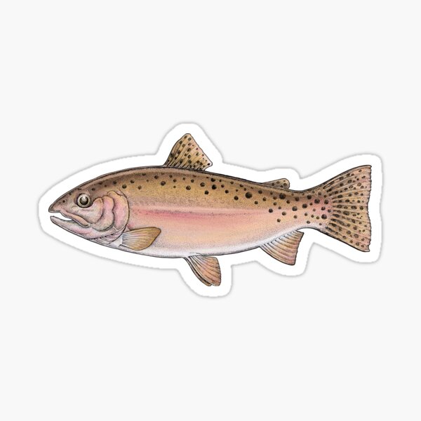 Cutthroat Trout. Sticker