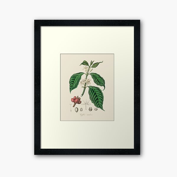 Item preview, Coffee Bean Antique Botanical Illustration designed and sold by Antiquated Art.