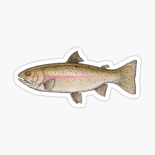 Rainbow Trout Sticker