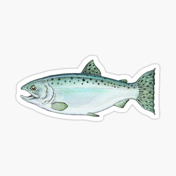 Coho Alaska Salmon Sticker