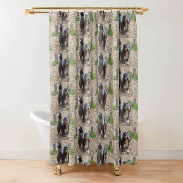 Bearded Collie Beachcombing - Beardie on the Beach Shower Curtain
