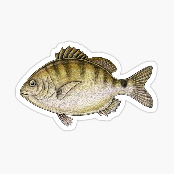 Diplodus Sticker