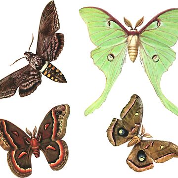 Artwork thumbnail, Moths Collection No.2 - Sticker Pack by elevens