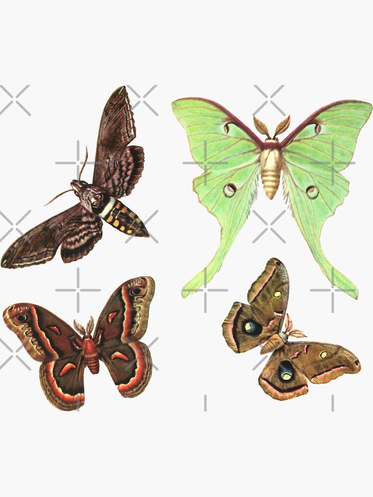 Thumbnail 3 of 3, Sticker, Moths Collection No.2 - Sticker Pack designed and sold by elevens.