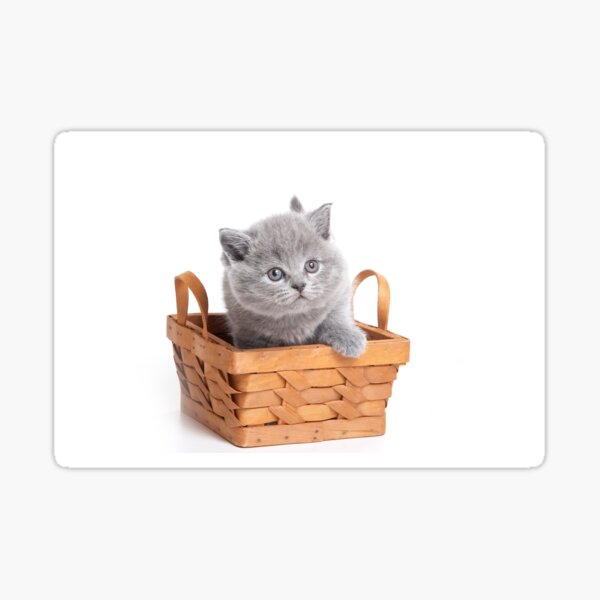 Item preview, Gray cute fluffy British kitten designed and sold by utekhina.