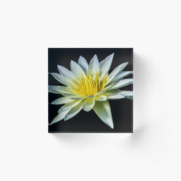 Item preview, White Nymphaea Water Lily designed and sold by Julie Pickering.