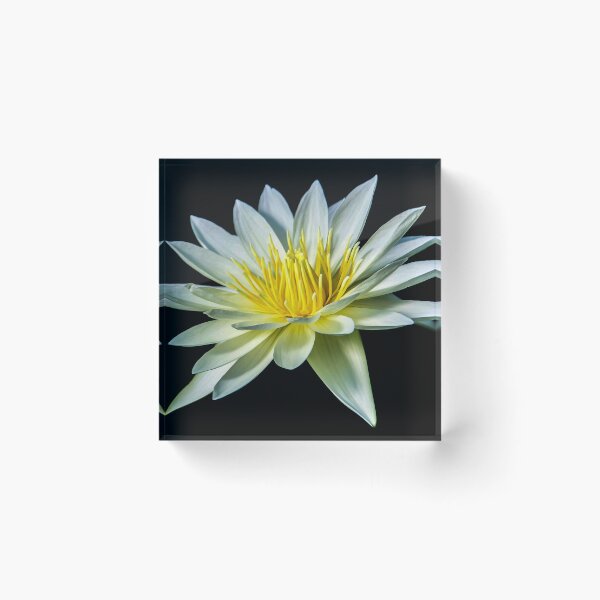 Item preview, White Nymphaea Water Lily designed and sold by Julie Pickering.
