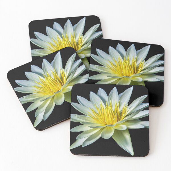Item preview, White Nymphaea Water Lily designed and sold by Julie Pickering.