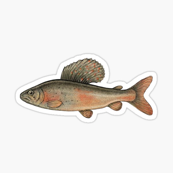 Arctic Grayling Sticker