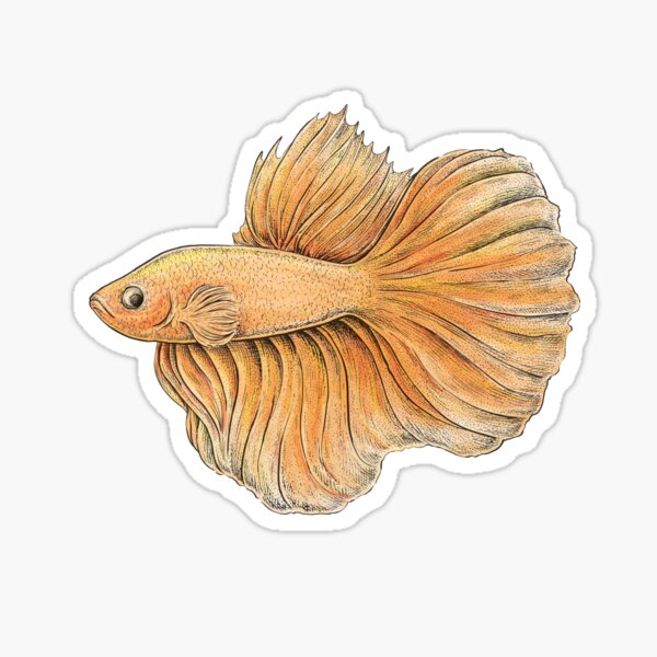 Siamese Fighting Fish Sticker