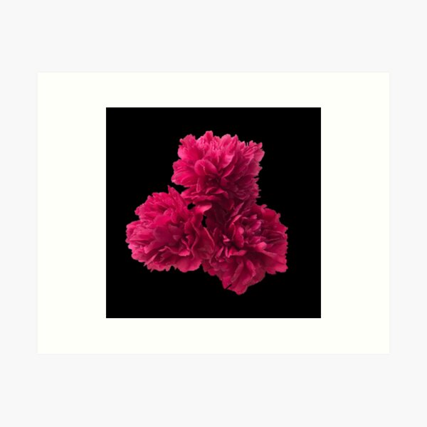 Item preview, Hot Pink Peonies in Full Bloom Close-up on Black  designed and sold by InalterataArt.