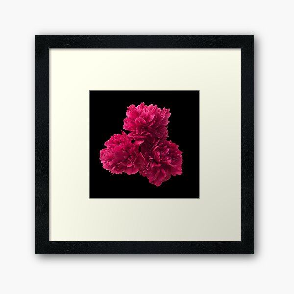 Item preview, Hot Pink Peonies in Full Bloom Close-up on Black  designed and sold by InalterataArt.
