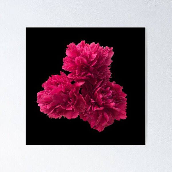 Item preview, Hot Pink Peonies in Full Bloom Close-up on Black  designed and sold by InalterataArt.