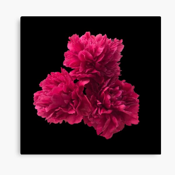 Item preview, Hot Pink Peonies in Full Bloom Close-up on Black  designed and sold by InalterataArt.