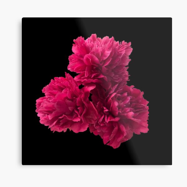 Item preview, Hot Pink Peonies in Full Bloom Close-up on Black  designed and sold by InalterataArt.