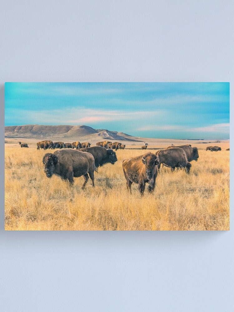 Thumbnail 2 of 3, Canvas Print, Buffalo Bunch (Wyoming) designed and sold by Jerry Walter.