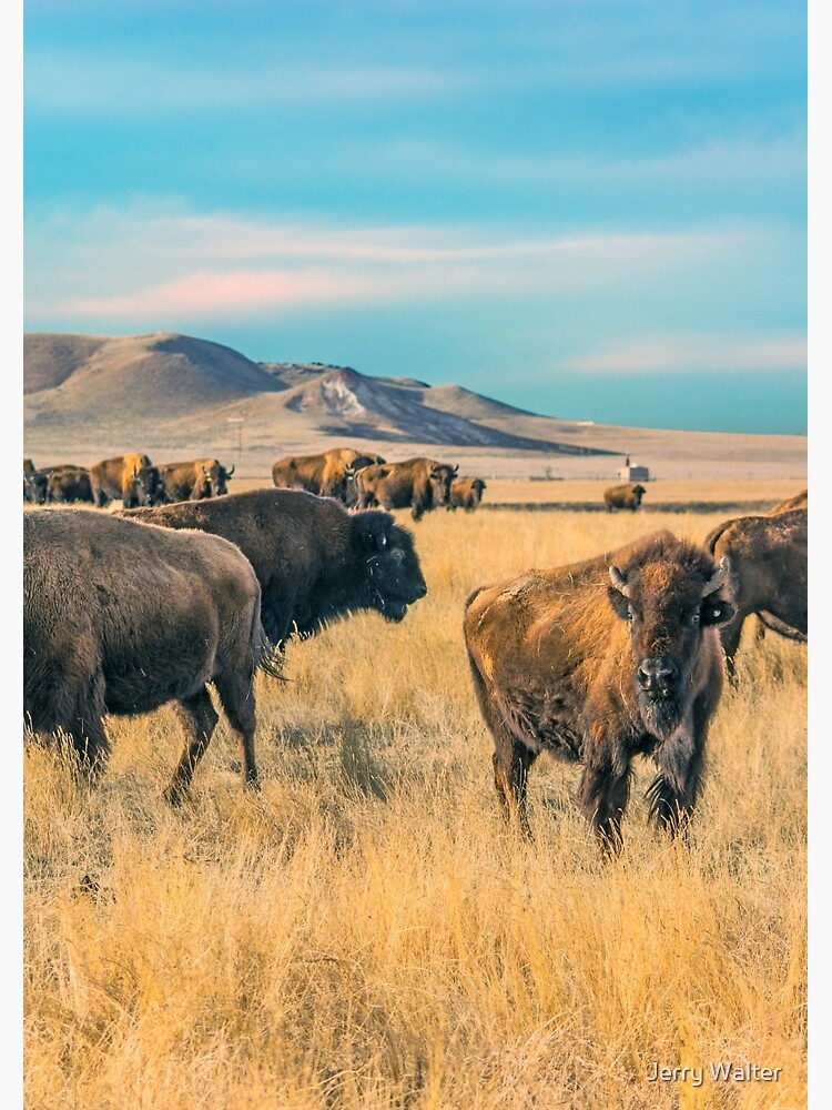 Buffalo Bunch (Wyoming) by jwwalter