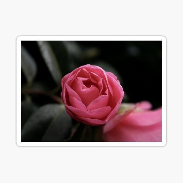 Pink Rose Sticker