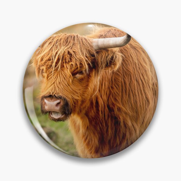 Item preview, Scottish Highland Cattle in the field designed and sold by Ronenvief.