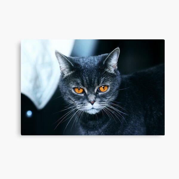 British cat face with big bright orange eyes Canvas Print