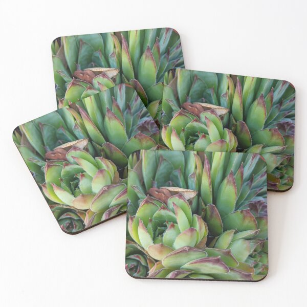 Item preview, Succulents designed and sold by JackNRum.