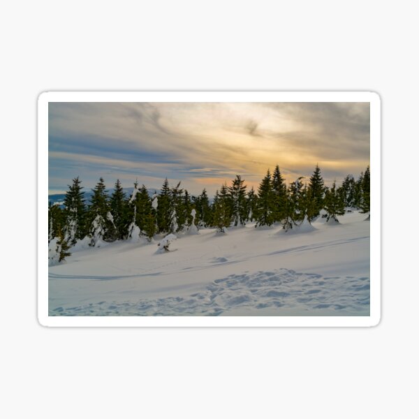 winter touch in a forest Sticker