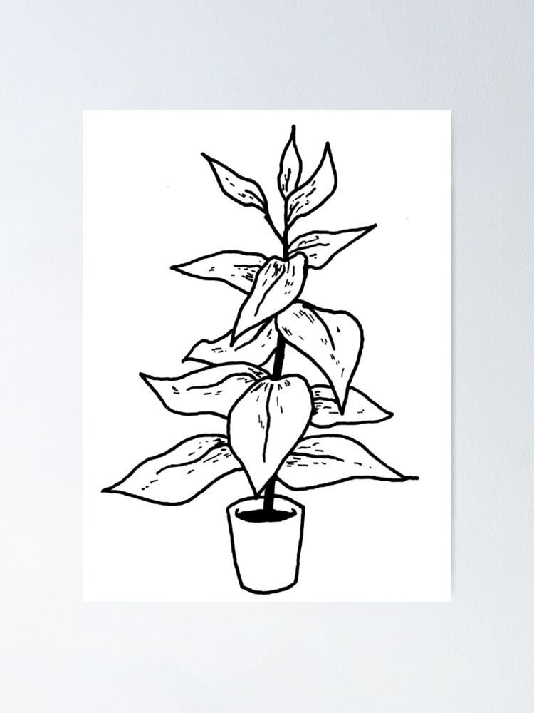 plant || minimalist plant drawing