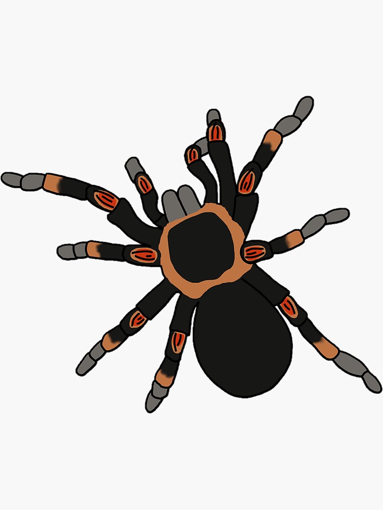 "Red Knee Tarantula" Sticker for Sale by taylorrowan Redbubble