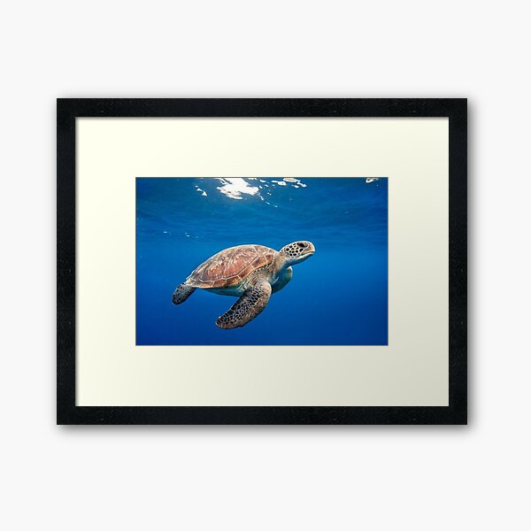 Item preview, Tortoise designed and sold by RenatoGuzman.
