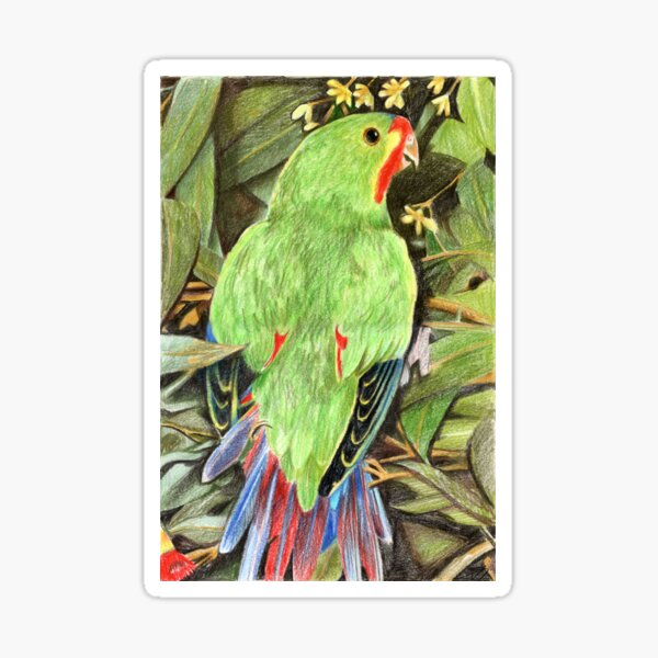 Swift Parrot Sticker