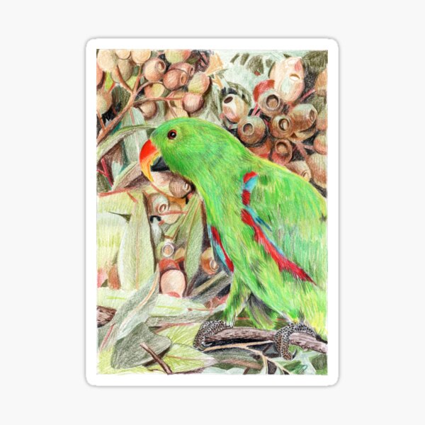 Eclectus parrot Sticker