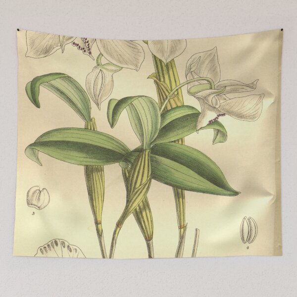 Item preview, Dendrobium rhodostictum (as Dendrobium madonnae) Curtis' 129 (Ser. 3 no. 59) pl. 7900 (1903) designed and sold by EsotericBotanic.