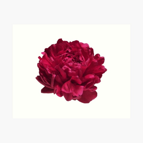 Item preview, Scarlet Red Peony Close-up  designed and sold by InalterataArt.