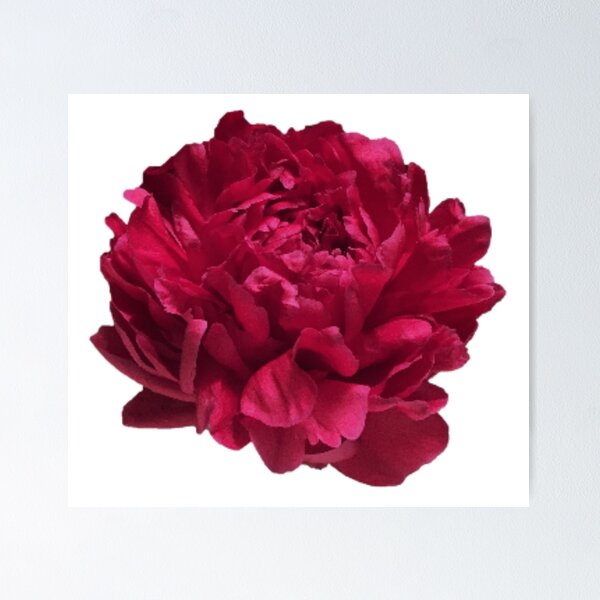 Item preview, Scarlet Red Peony Close-up  designed and sold by InalterataArt.
