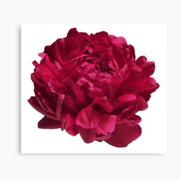 Item preview, Scarlet Red Peony Close-up  designed and sold by InalterataArt.
