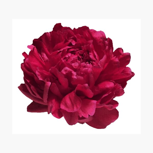 Item preview, Scarlet Red Peony Close-up  designed and sold by InalterataArt.