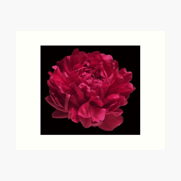 Item preview, Scarlet Red Peony Close-up on Black Background designed and sold by InalterataArt.