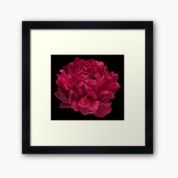 Item preview, Scarlet Red Peony Close-up on Black Background designed and sold by InalterataArt.