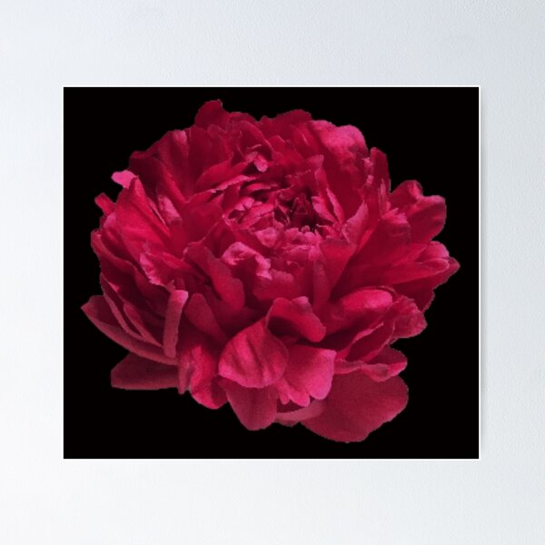 Item preview, Scarlet Red Peony Close-up on Black Background designed and sold by InalterataArt.