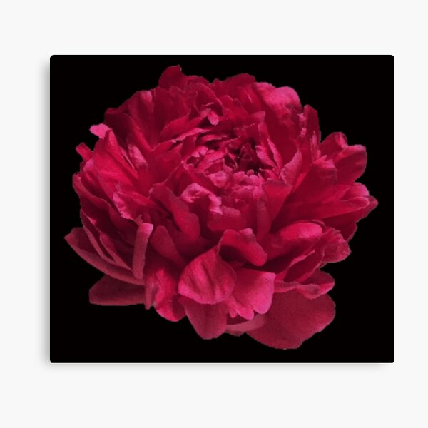 Item preview, Scarlet Red Peony Close-up on Black Background designed and sold by InalterataArt.