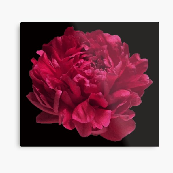 Item preview, Scarlet Red Peony Close-up on Black Background designed and sold by InalterataArt.